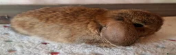 Mini Lop rabbits for sale: Various ages - Advert 13