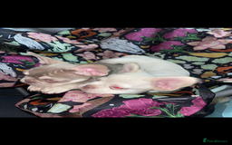 French Bulldog dogs for sale: 🐾 7 of the most Loving French Bulldogs 🐾🐶🩷 - Image 10