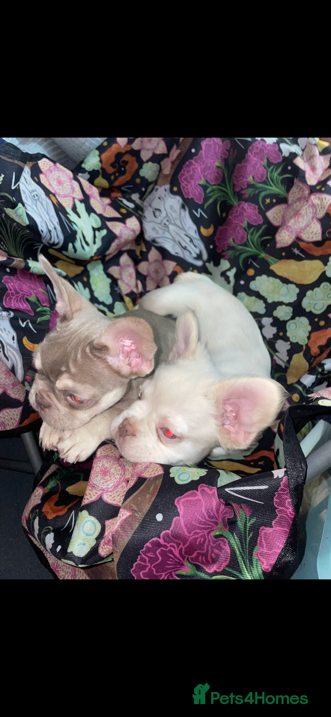 French Bulldog dogs for sale: 🐾 7 of the most Loving French Bulldogs 🐾🐶🩷 - Image 10