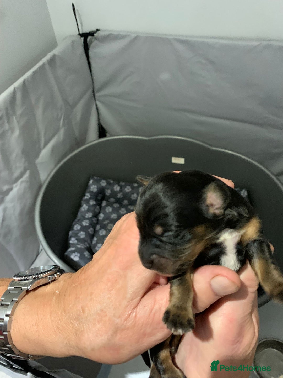 Mixed Breed dogs for sale: Doxiepoos adorable  - Image 2