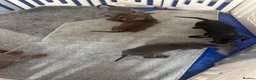 Dachshund dogs for sale: 6 beautiful miniture dachshund - Advert 13