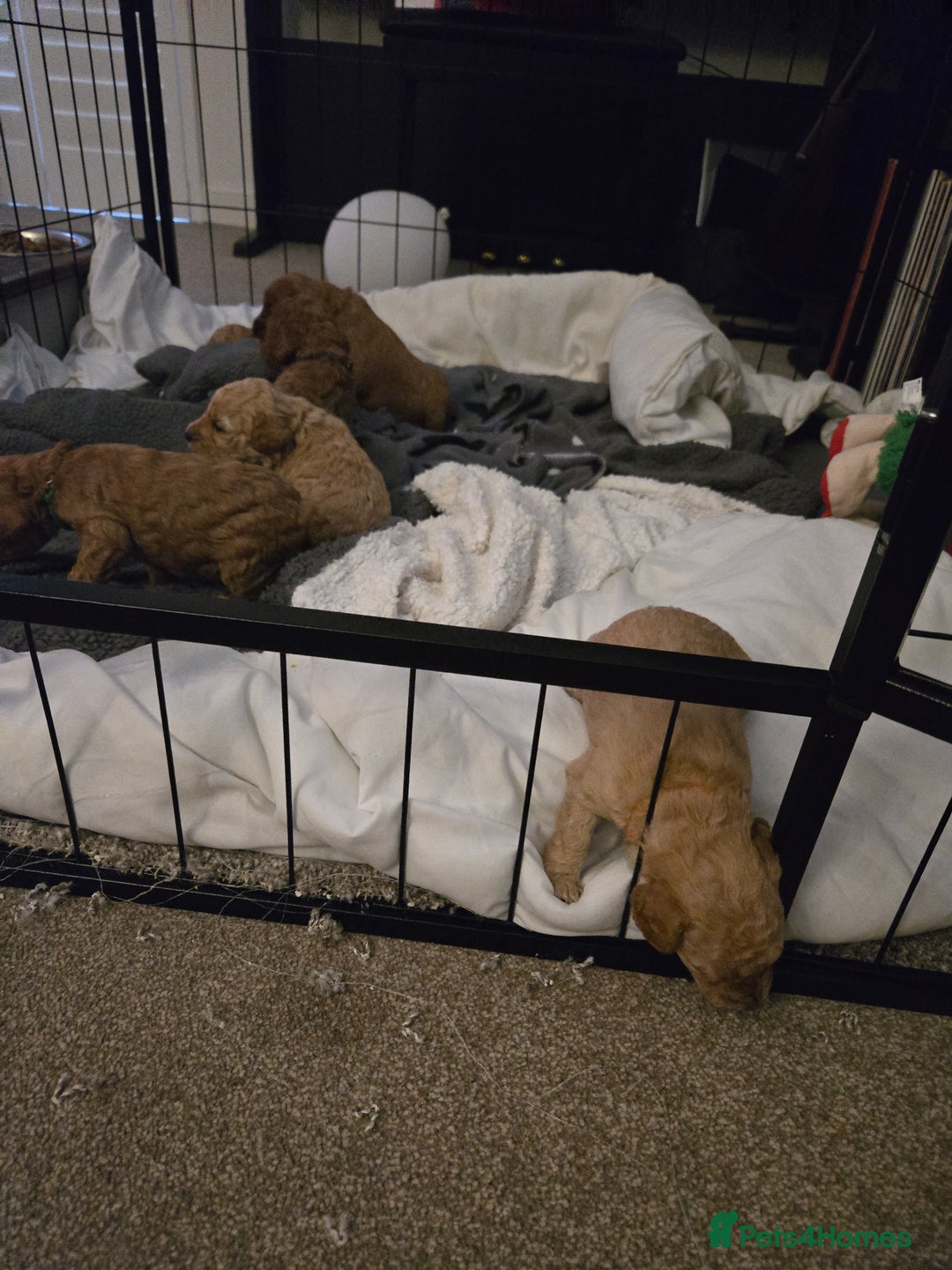 Cockapoo dogs for sale: 6 male Cockapoo puppies. Ready 13th Jan.  - Advert 11