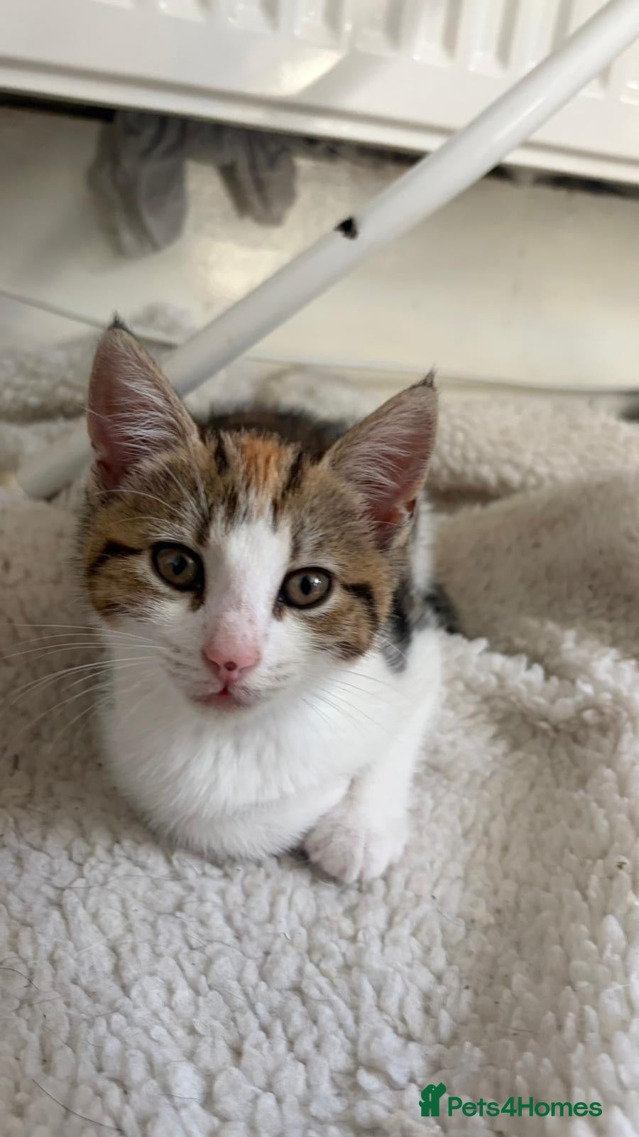 Mixed Breed cats 2 kittens ready for new homes  - Advert 17