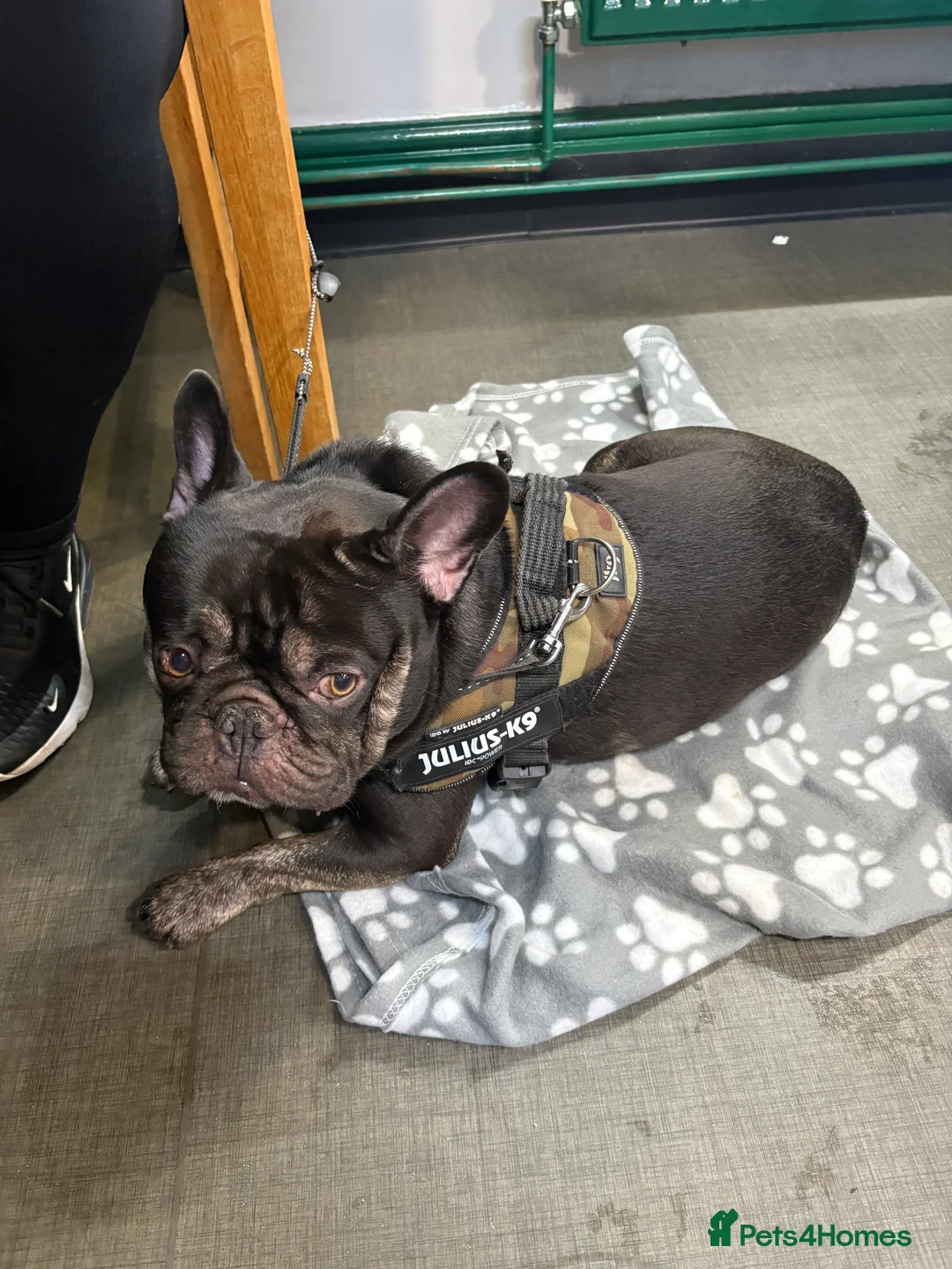 French Bulldog dogs for stud: KC Registered French Bulldog for stud  - Advert 3