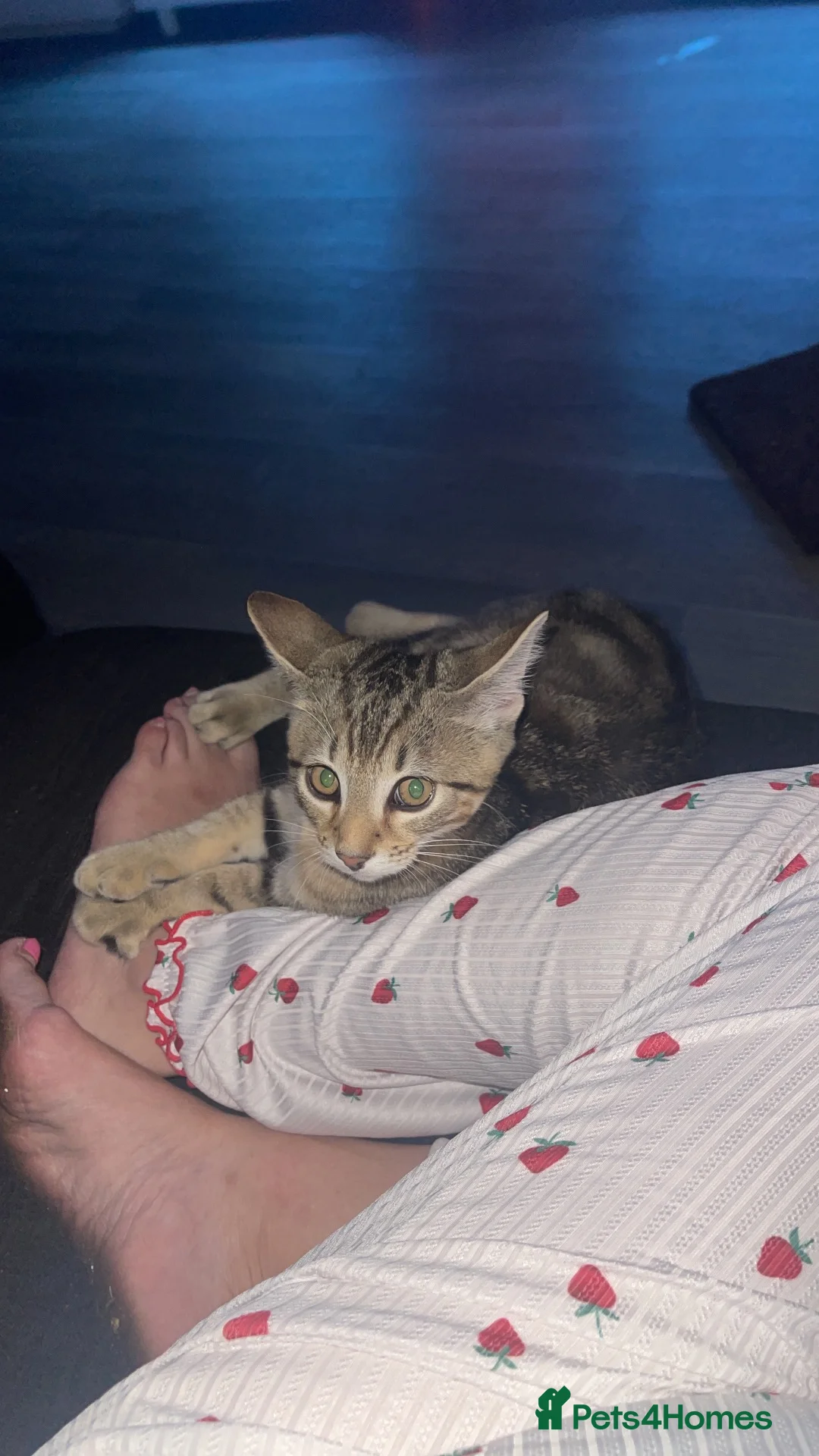 Bengal cats for sale: Two sisters in Royston - Advert 4