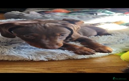 Miniature Dachshund dogs for sale: Mini Dachshund Puppies - Image 6