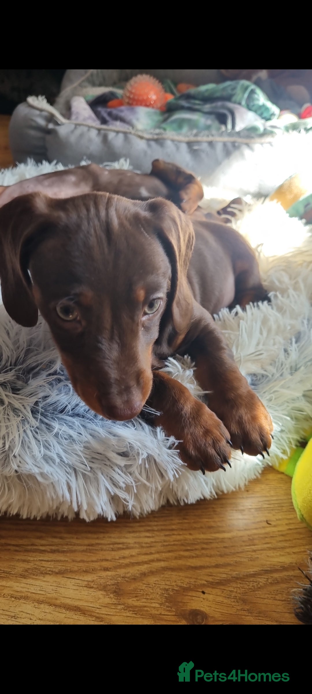 Miniature Dachshund dogs for sale: Mini Dachshund Puppies - Image 6