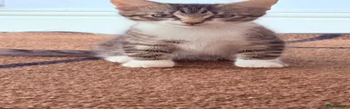 Kitten 1