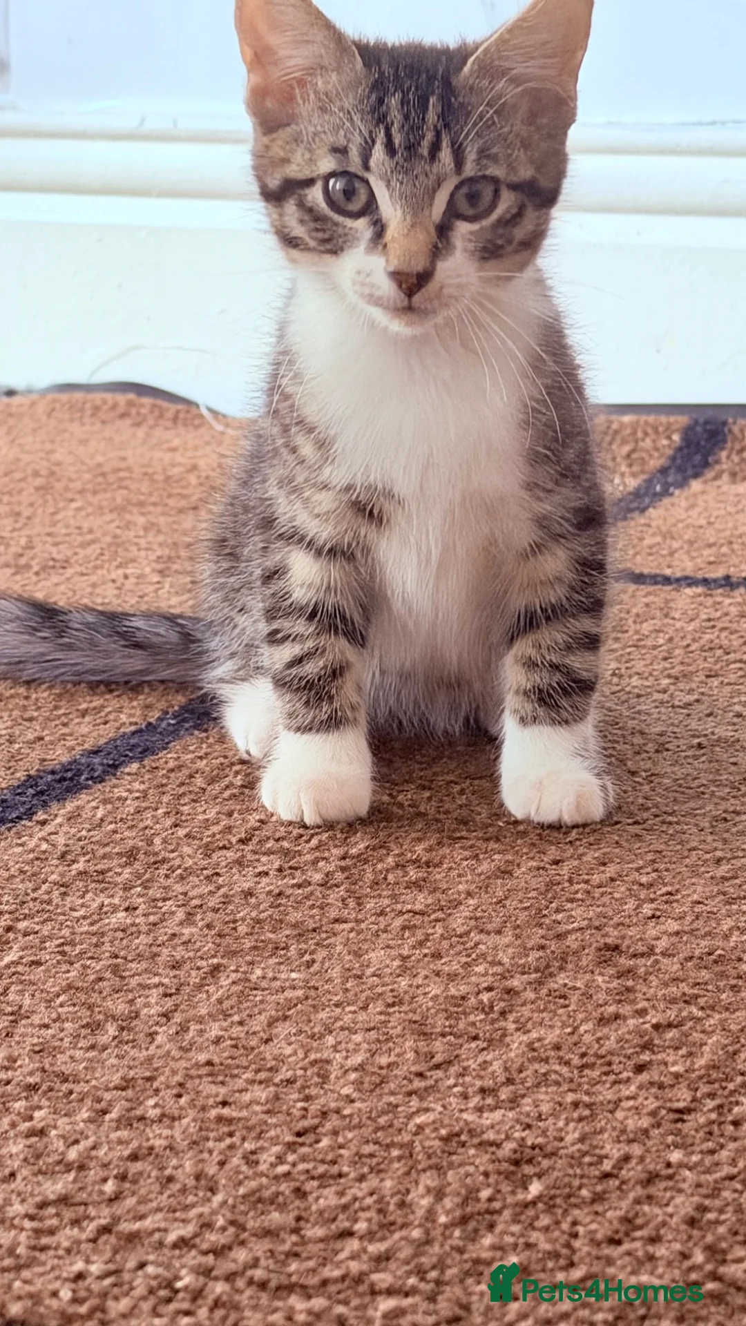 Mixed Breed cats for sale: 🩵No Deposit Ready to Go🩵 - Advert 2