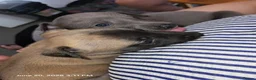 Whippet dogs for sale: Beautiful whippets in Nottingham - Advert 7