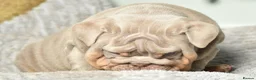English Bulldog dogs for sale: Like Father Like Son 1 Male pup available in Burnley - Advert 14