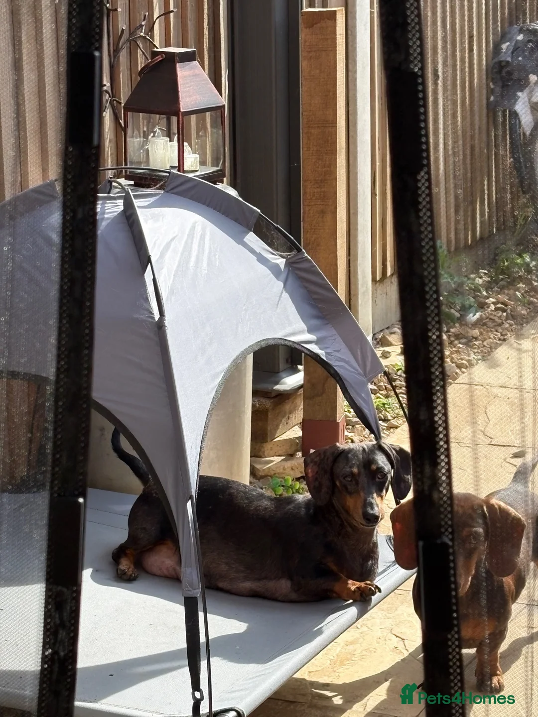 Miniature Dachshund dogs for sale: Miniature dachshunds  - Advert 2