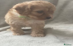 Cavapoo dogs for sale: Wonderful beautiful f1 champagne cavapoo babies  - Image 13