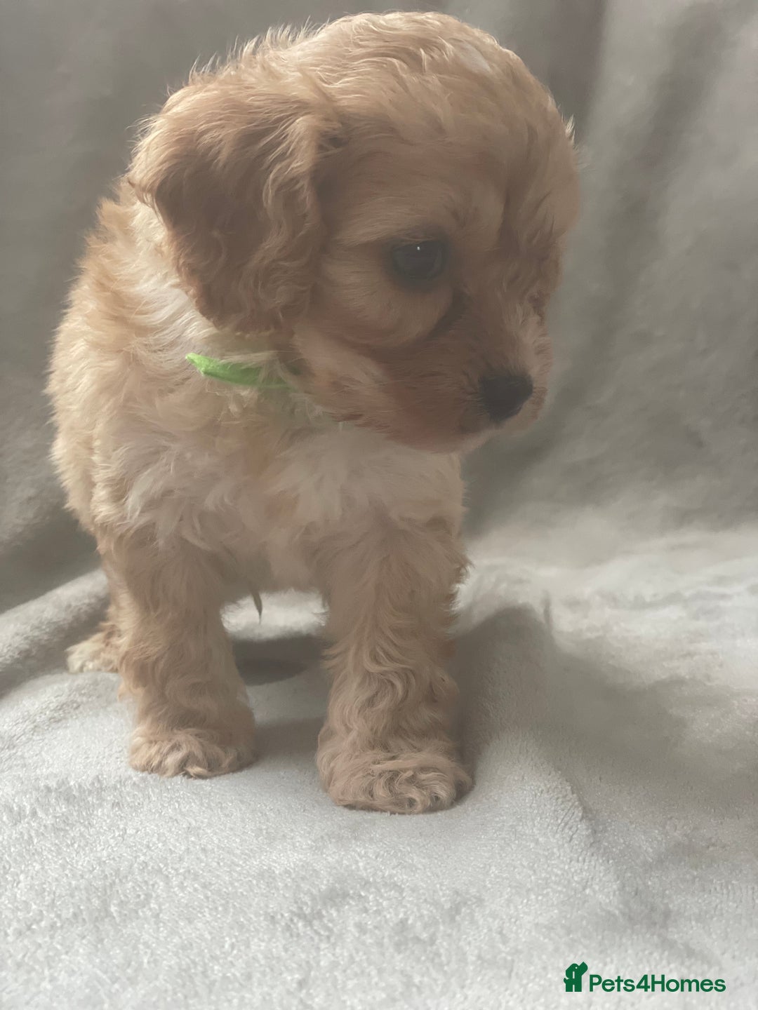 Cavapoo dogs for sale: Wonderful beautiful f1 champagne cavapoo babies  - Image 13