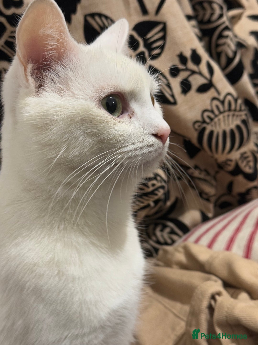 Turkish Angora cats for sale: Meet Niko  White Turkish Angora Very Affectionate  - Image 2