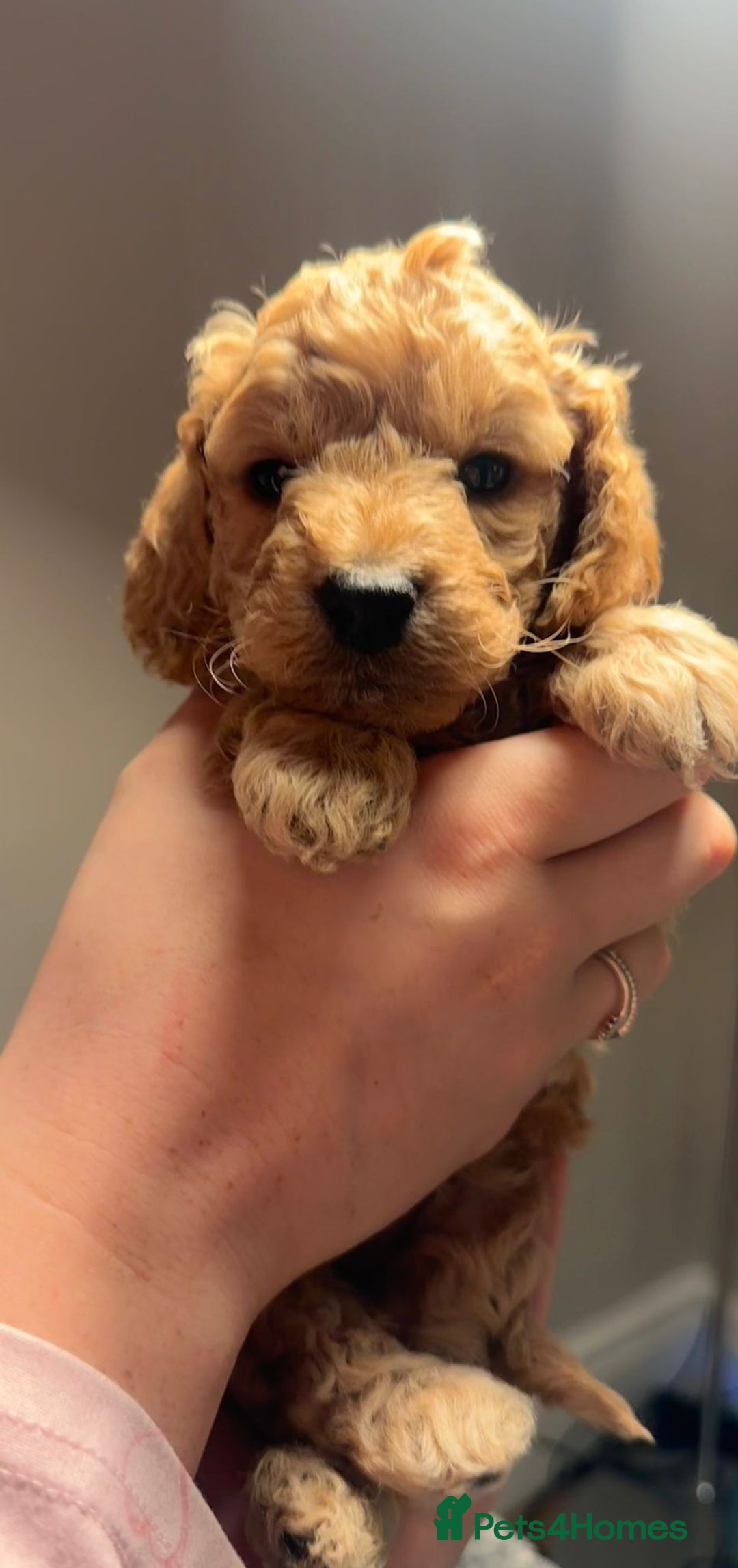 Mixed Breed dogs for sale: Cockapoo/Cavapoo Puppies - Advert 16