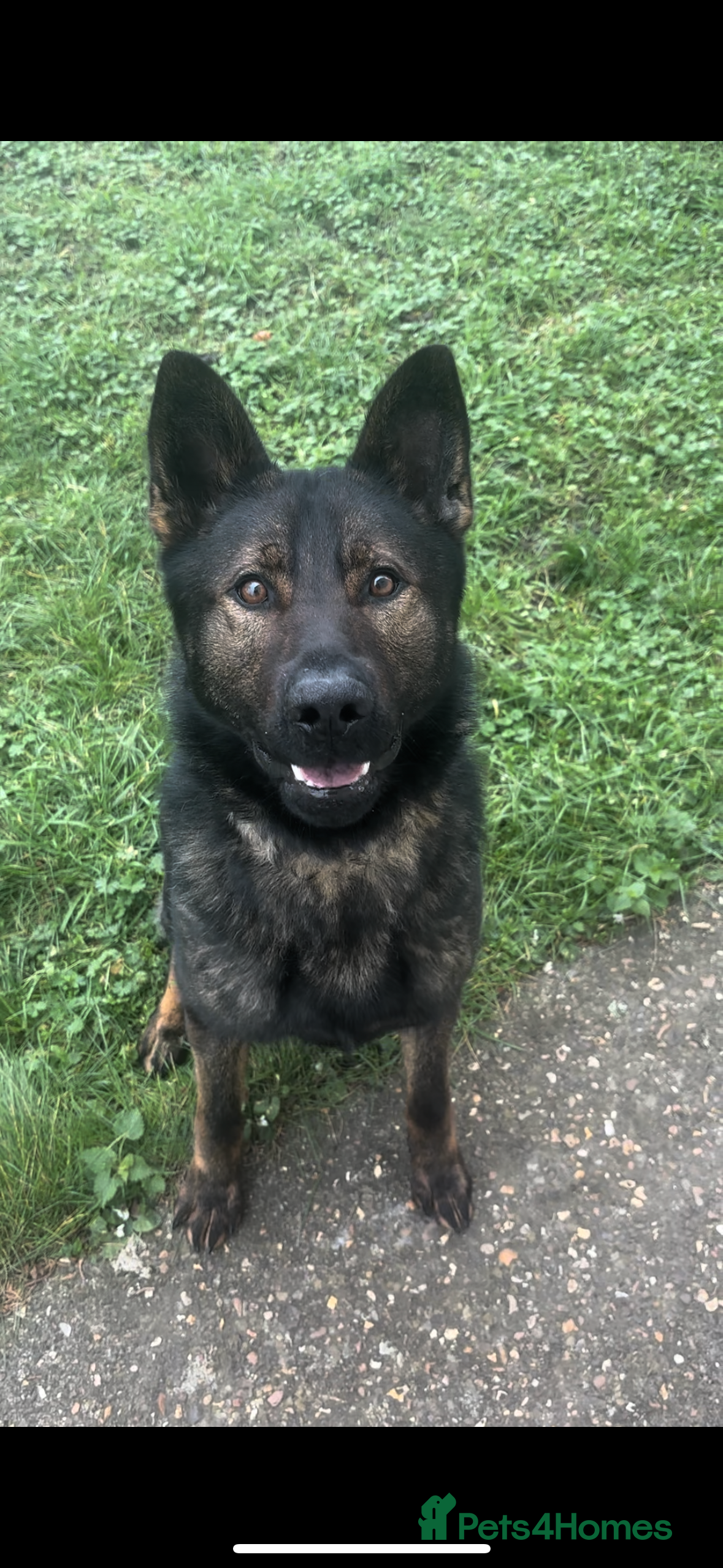 German Shepherd dogs Flint! - Advert 1