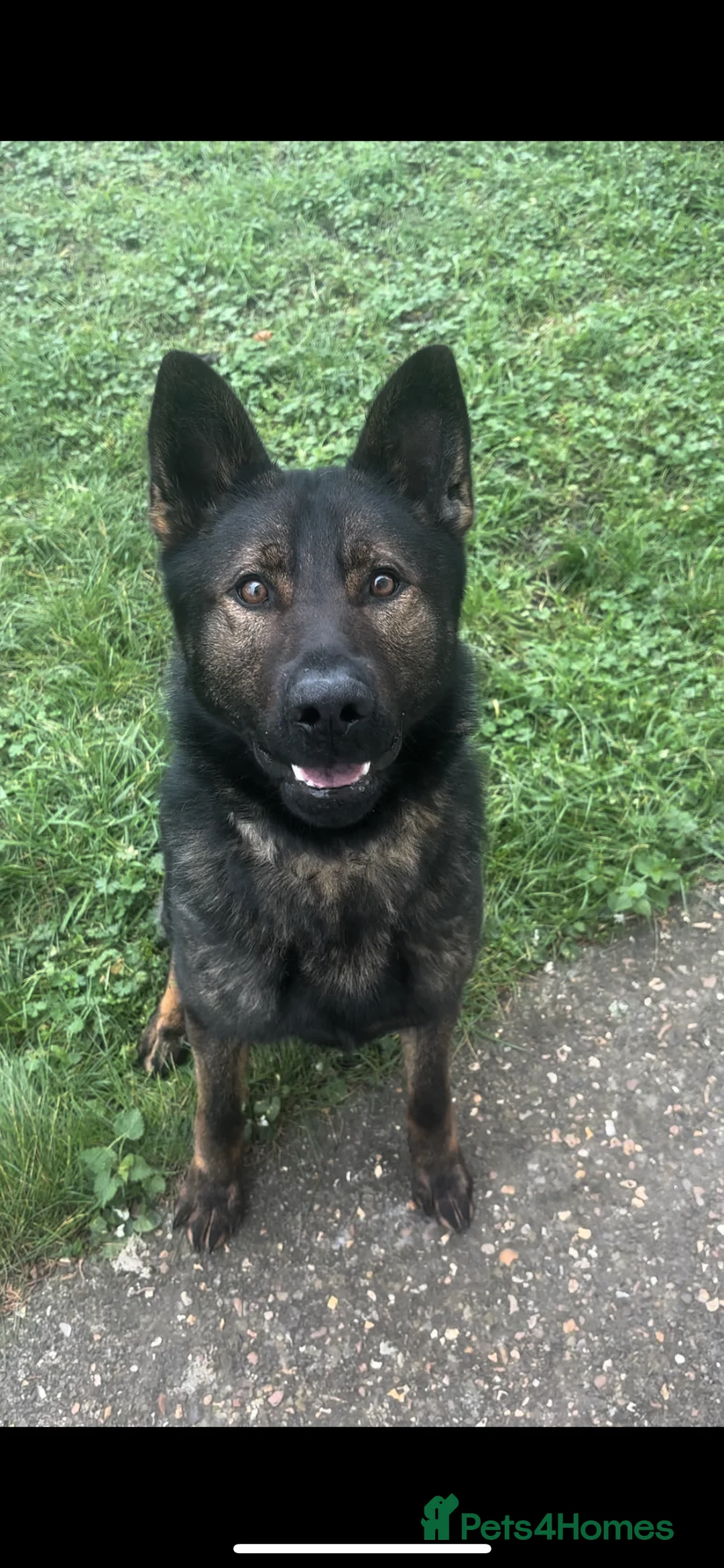 German Shepherd dogs for sale: Flint! - Advert 1