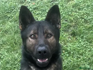 German Shepherd dogs Flint! - Advert 1