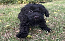 Cockapoo dogs for sale: Cockapoo Puppies - Advert 3