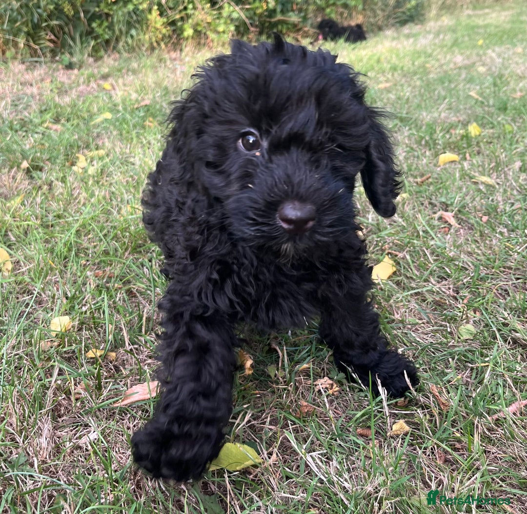 Cockapoo dogs for sale: Cockapoo Puppies - Advert 3