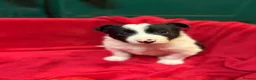 Border Collie dogs for sale: Gorgeous border collie pups - Advert 11
