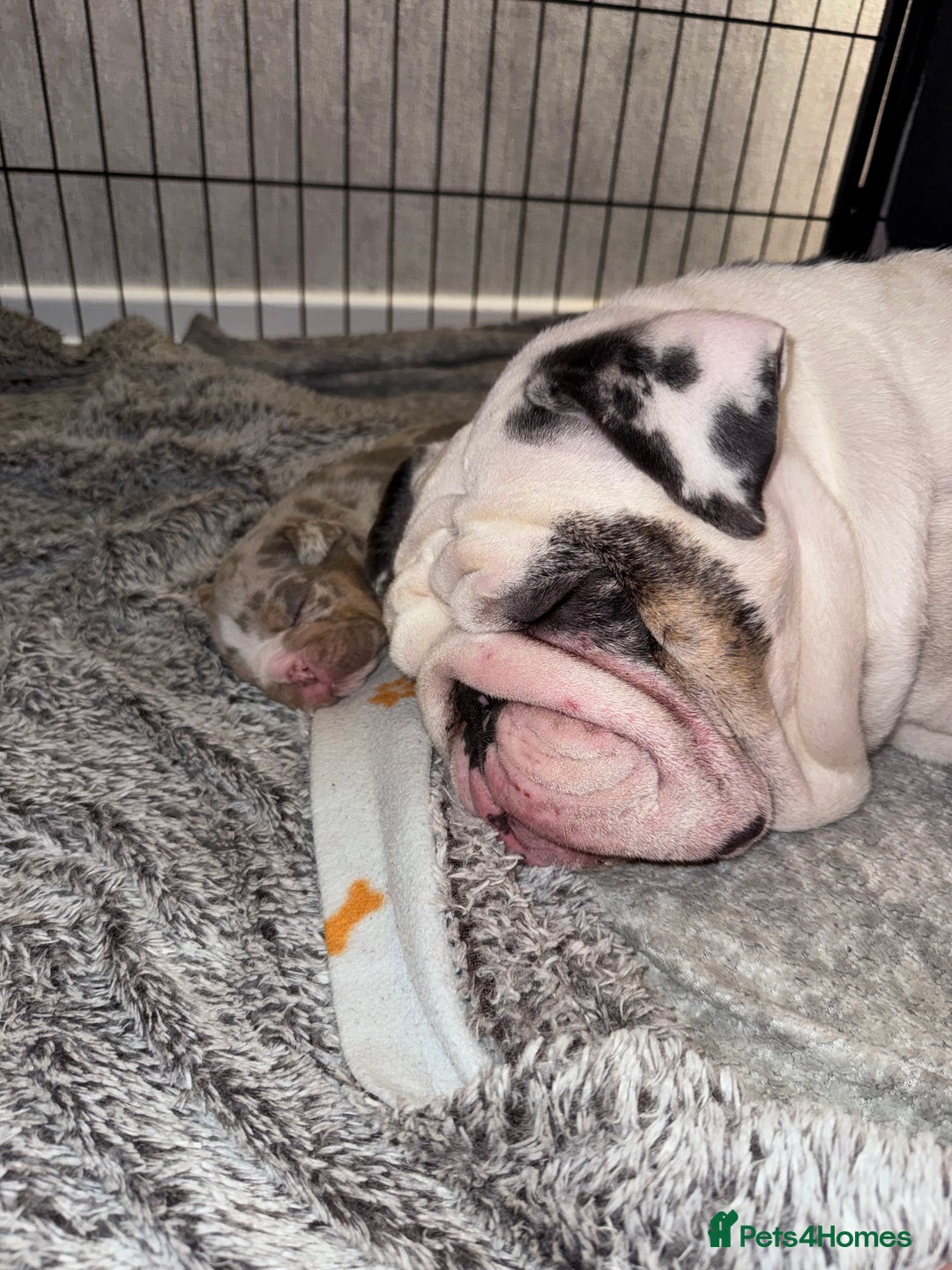 English Bulldog dogs for sale: English Bulldogs ready to leave 10/12/25  - Advert 8