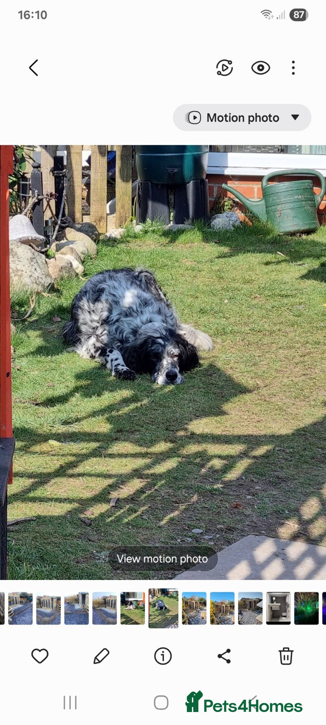 English Setter dogs for adoption: Evo and Rock - Image 7