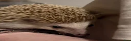 Pygmy Hedgehog rodents for sale: Caramilk - African Pygmy Hedgehog for sale in Chelmsford - Advert 2