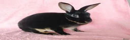 Rex rabbits for sale: Mini rex for sale  - Advert 2