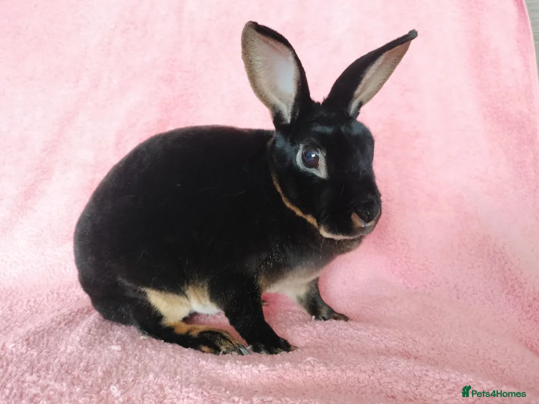 Rex rabbits for sale: Mini rex for sale  - Advert 2