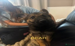 German Shepherd dogs for sale: 3 German shepherd puppies - Image 30