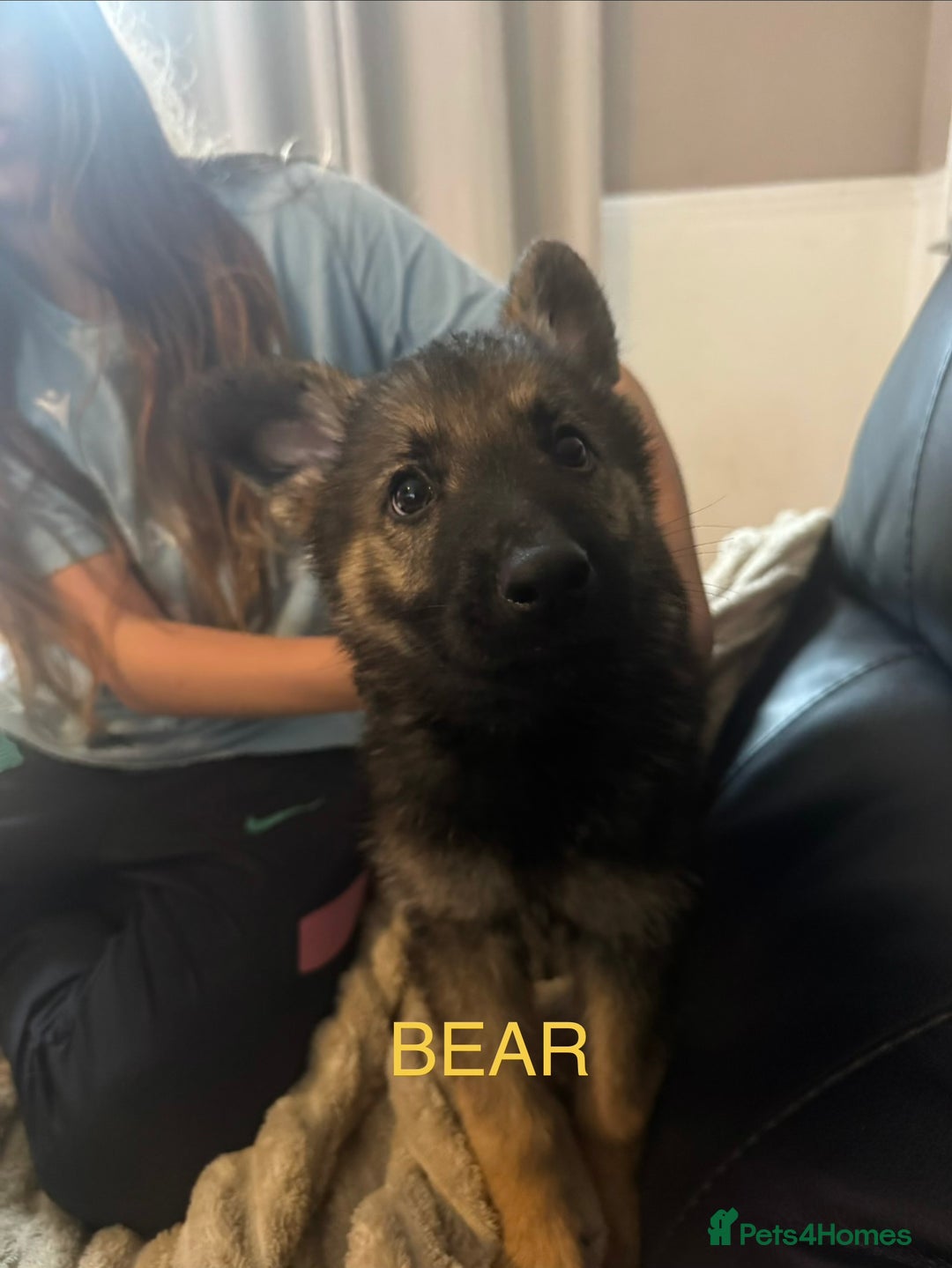 German Shepherd dogs for sale: 3 German shepherd puppies - Image 30