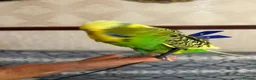 Budgerigars birds for sale: Harness trained English budgie - Advert 7