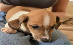 Dachshund dogs for sale: Dachshund x cavachon pups for sale - Image 5