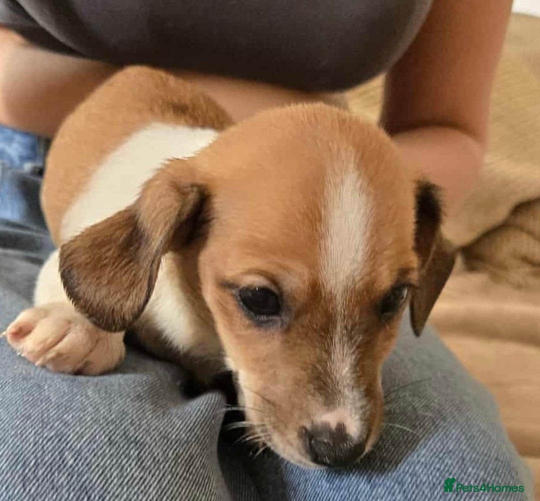 Dachshund dogs for sale: Dachshund x cavachon pups for sale - Image 5