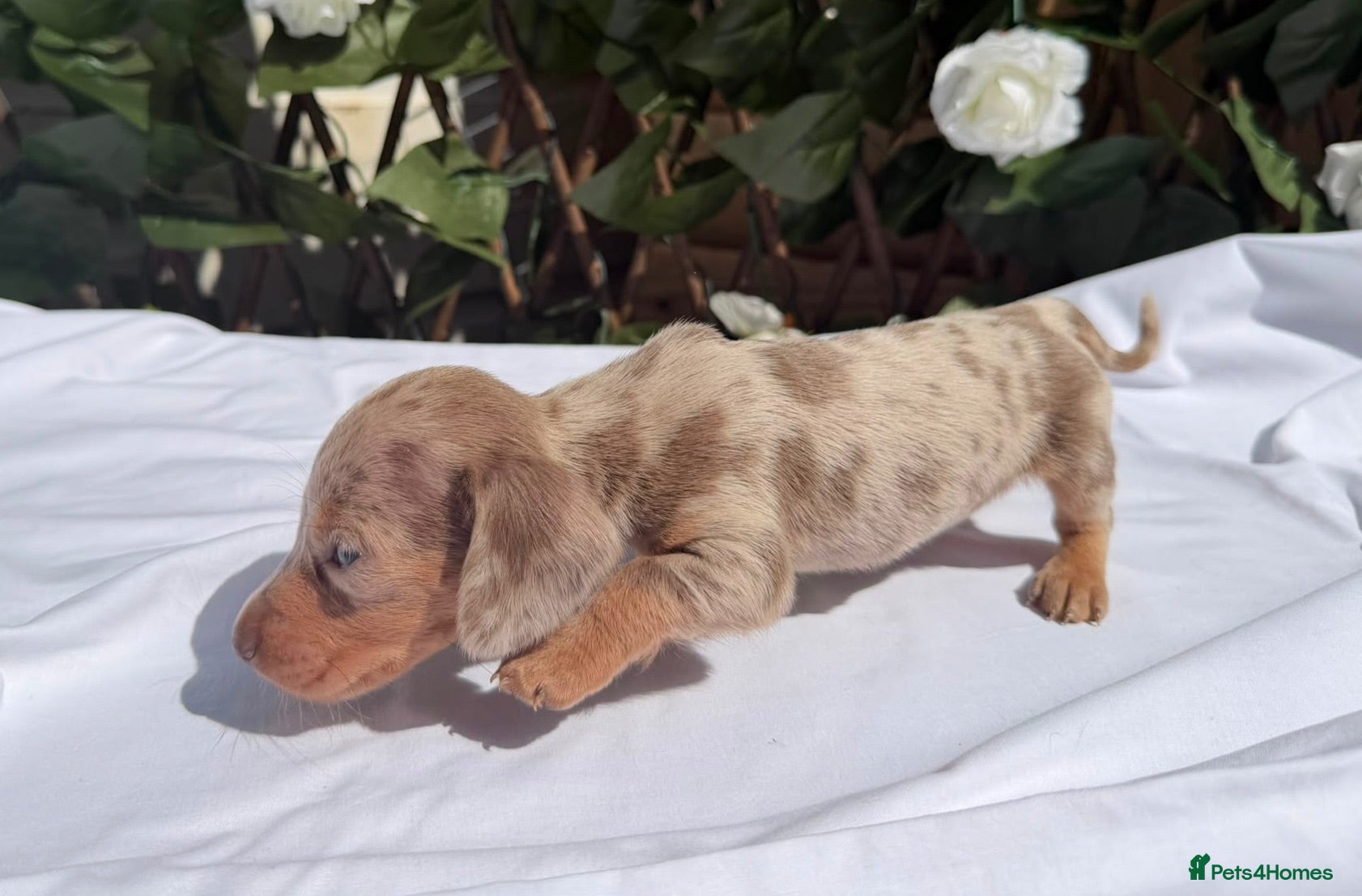 Miniature Dachshund dogs BEAUTIFUL TINY MINIATURE DASCHUNDS DAPPLE KC  - Advert 1