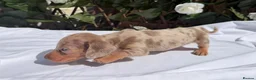 Miniature Dachshund dogs for sale: BEAUTIFUL TINY MINIATURE DASCHUNDS DAPPLE KC  - Advert 9