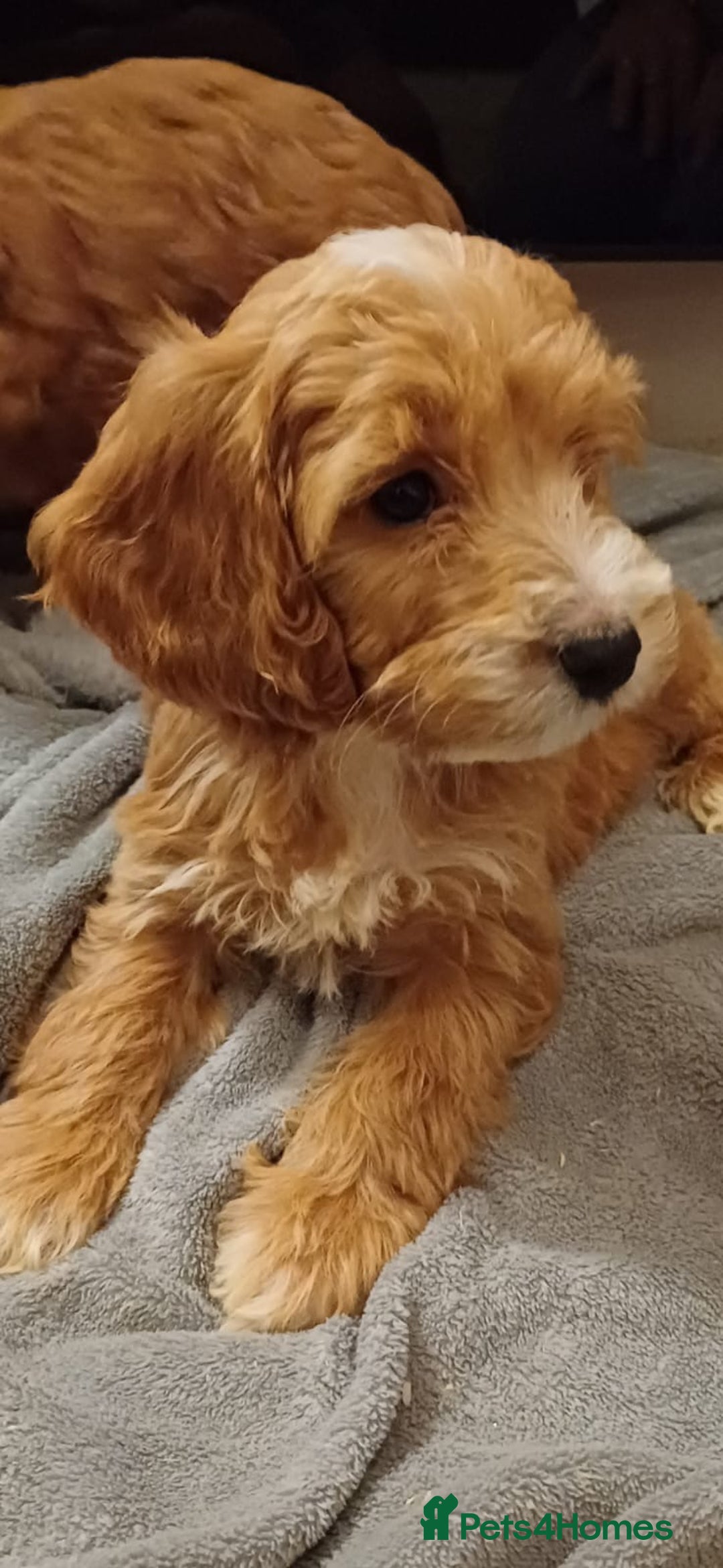 Cockapoo dogs for sale: Beautiful cockapoo loving puppies - Image 1