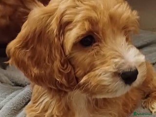 Cockapoo dogs - Advert 2