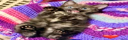 Mixed Breed cats for sale: 💖 MAINE COON X RAGDOLL *PARENTS HEALTH TESTED* 💖 - Advert 37
