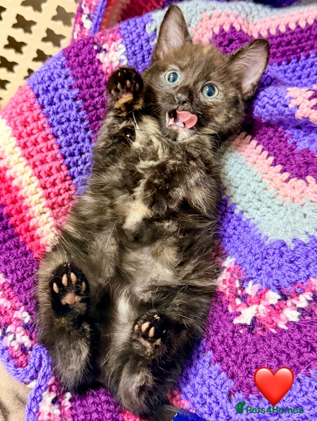 Mixed Breed cats for sale: 💖 MAINE COON X RAGDOLL *PARENTS HEALTH TESTED* 💖 - Advert 37