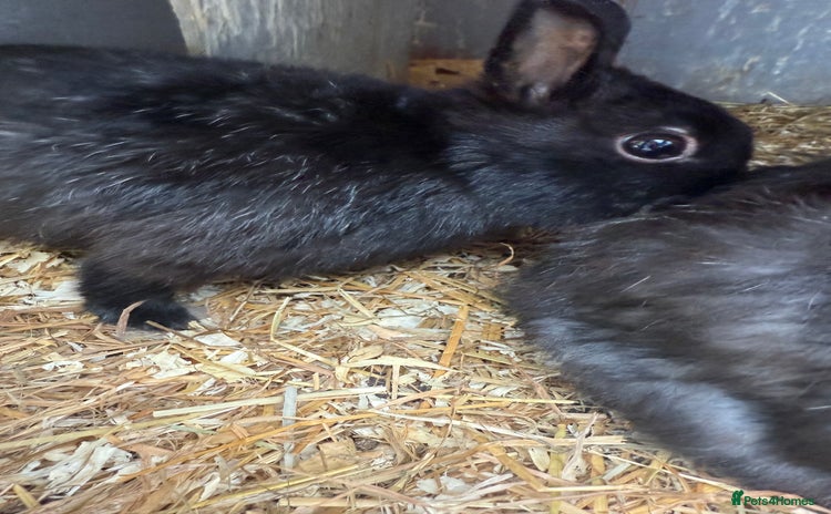 Netherland Dwarf rabbits - Advert 1