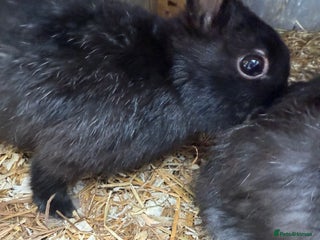 Netherland Dwarf rabbits - Advert 12