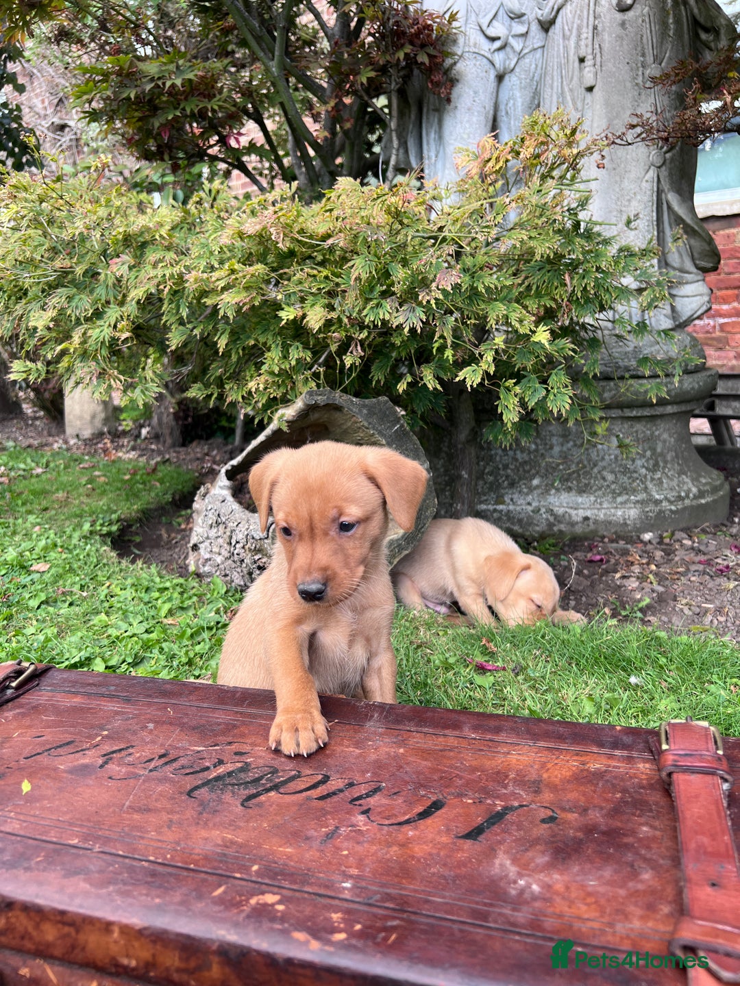 Labrador Retriever dogs for sale: Dark Red and Yellow KC reg DNA Clear Lab Puppies - Image 31