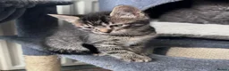 Mixed Breed cats for sale: Ready now Beautiful long haired kittens  - Advert 7
