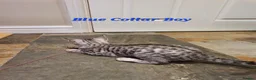 Bengal cats for sale: 🐆🐆Beautiful Pedigree Bengal Kittens🐆🐆  - Advert 27