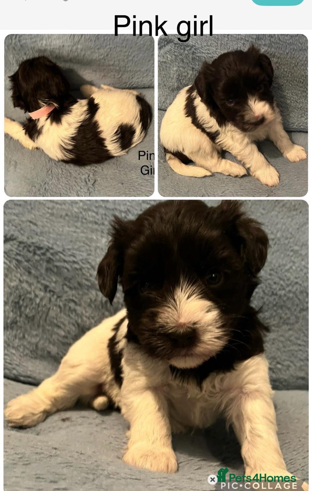Miniature Schnauzer dogs for sale: OMG ❤️RARE  PEDIGREE PARTI MINIATURE SCHNAUZER  - Advert 12