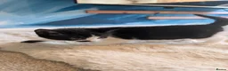 Mixed Breed cats for sale: Half tortoiseshell kittens in Nottingham - Advert 13