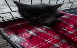 Mixed Breed cats for sale: 6 mixed breed kittens - Image 6